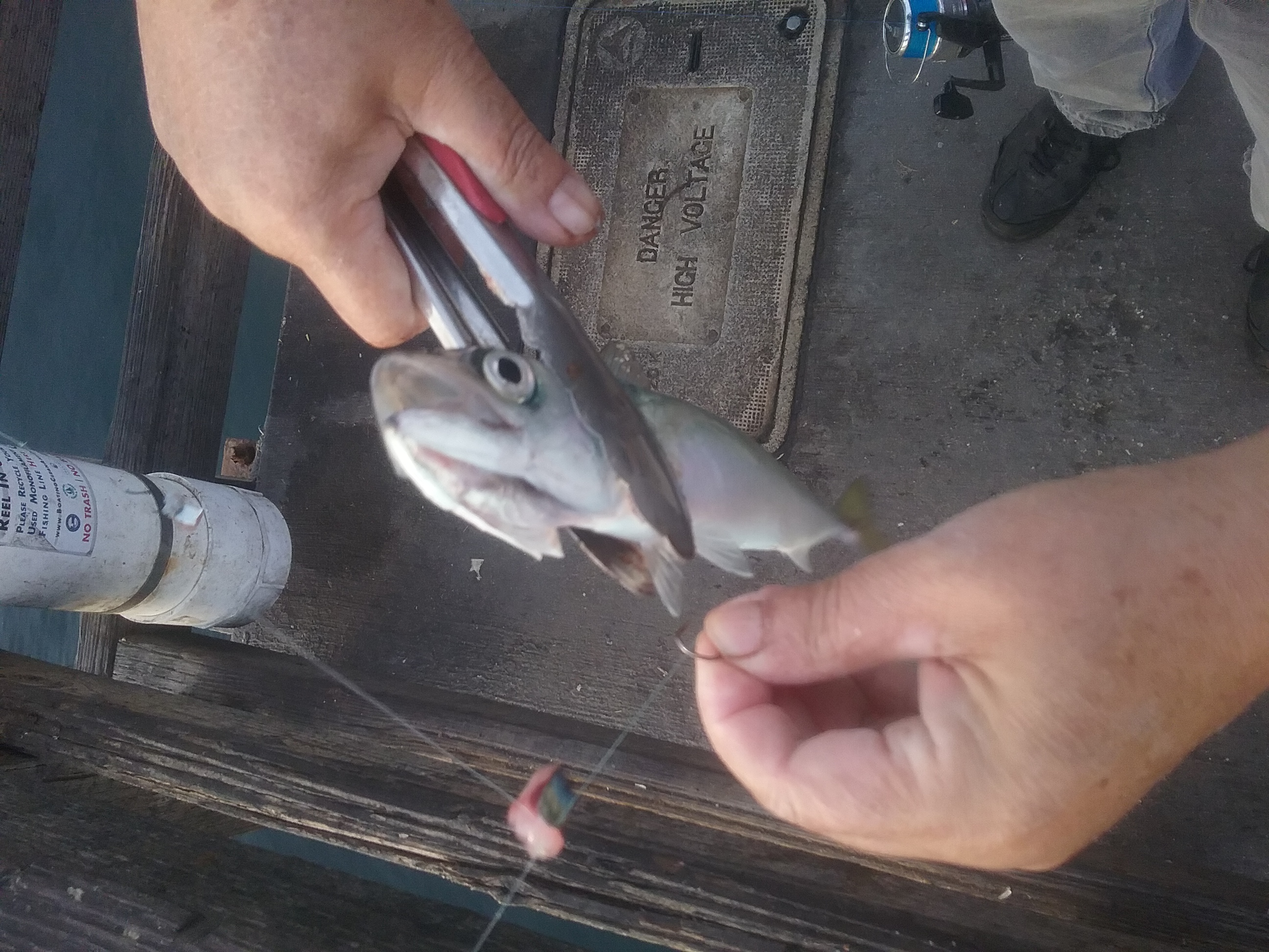 holding a mackerel fish with tongs while removing a fish hook from the lip i.e. catch and release