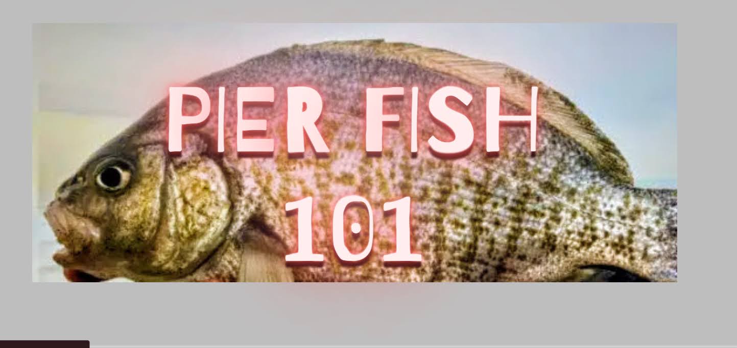 logo balboa pier fish