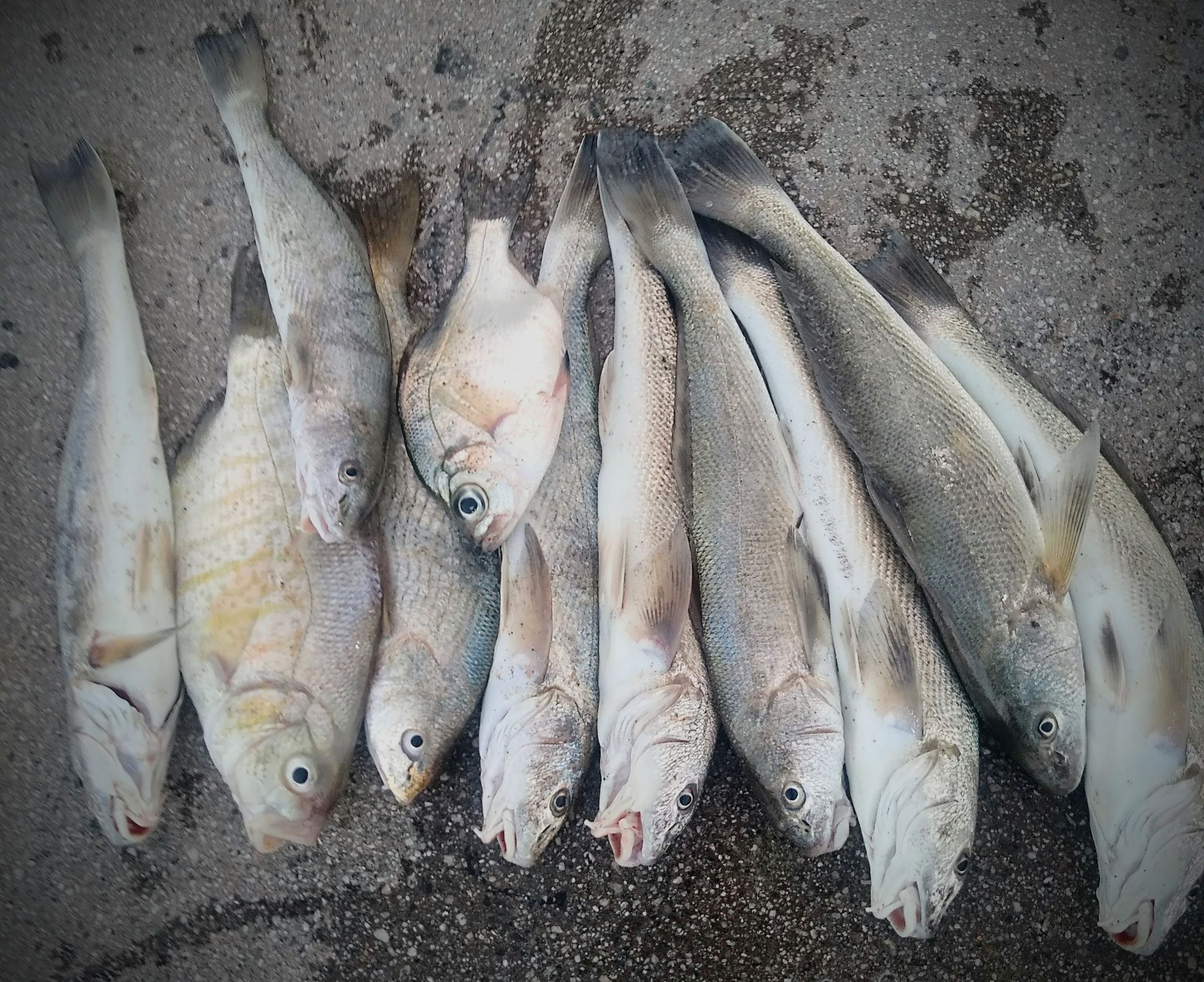 pile of fish caught on Balboa Pier